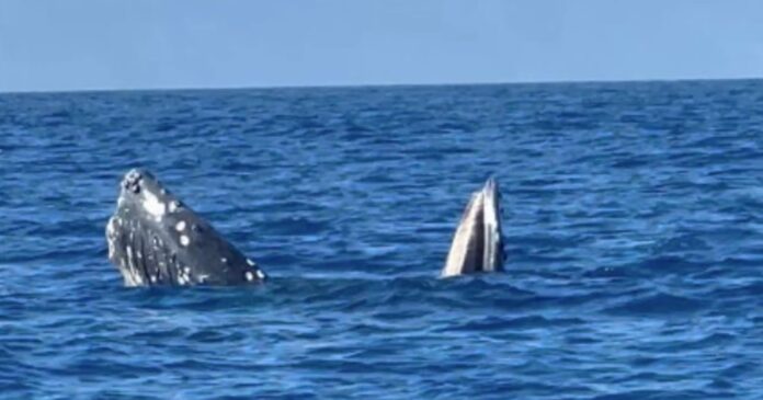 Citizen Science: Tourist Videos Decode Whale Gaping Mystery - PetaPixel