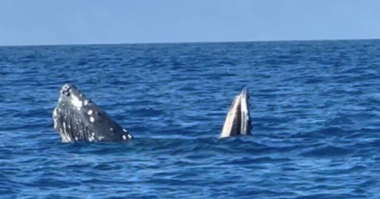 Citizen Science: Tourist Videos Decode Whale Gaping Mystery - PetaPixel