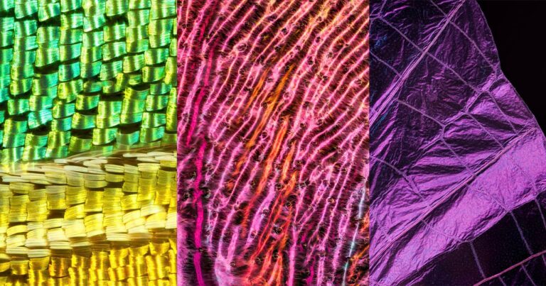Macro Photographer Reveals Hidden Details of Insect Wings - PetaPixel