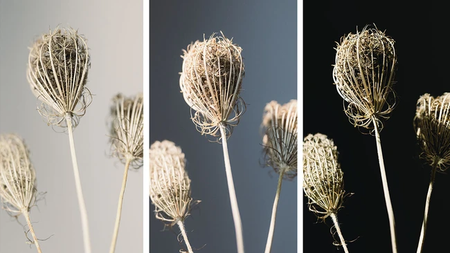 Mastering Light for Better Macro and Close-Up Photography - Fstoppers