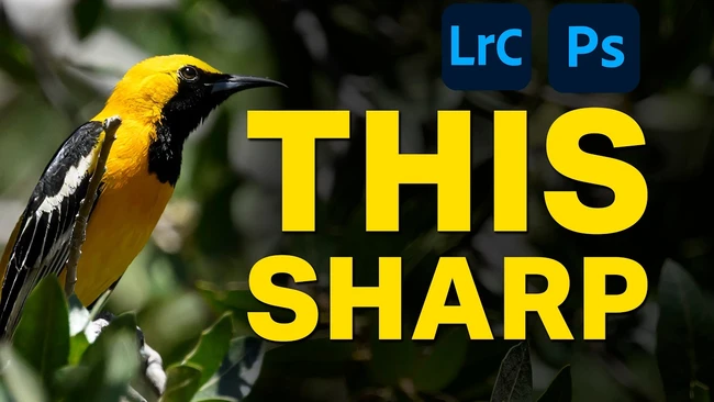 Sharpen Wildlife Photos: Lightroom vs Photoshop Guide - Fstoppers