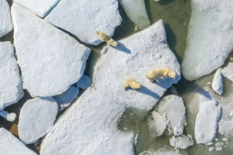 Drone Pilots Must Follow Wildlife Laws, Not Just FAA Rules, When Flying Near Polar Bears - The Drone Girl