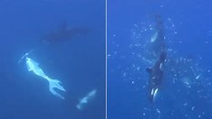 Orca Sunfish Footage Highlights Action Camera Overheating Risks for Creators - New Scientist on MSN
