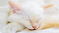 AI Reunites Missing Kitten in 24 Hours - Fox News on MSN