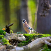 Used 500mm f/4G vs New Z 180-600mm: Wildlife Lens Showdown