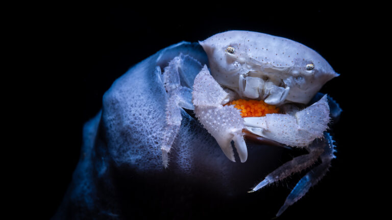 Ocean Photographer of the Year 2026 Finalists Revealed with New Hidden Worlds Category