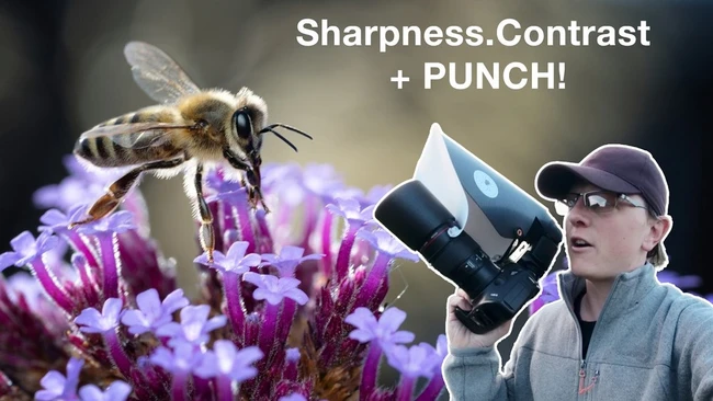 How Flash Improves Sharpness in Macro Photography of Insects