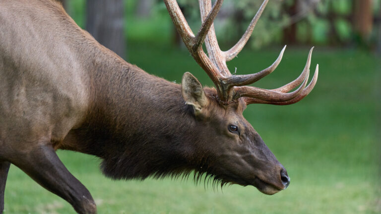 Sony FE 600mm f/6.3 GM Lens Tested in Montana – DPReview