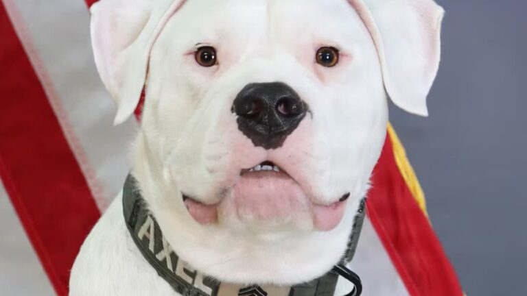 Deaf Rescue Dog Trained in Sign Language Joins Michigan National Guard Deployment