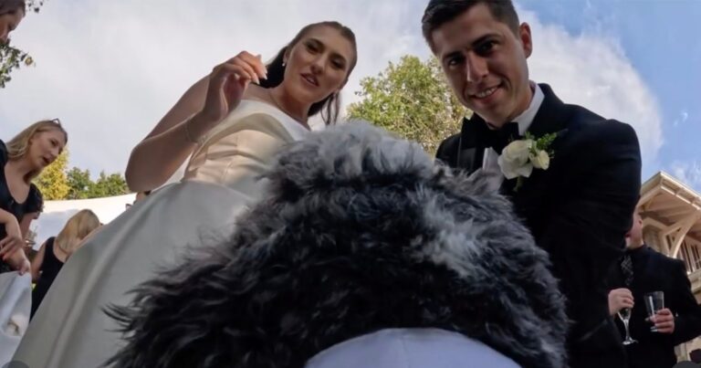 Dog’s Wedding GoPro Footage Hides a Bigger Problem: Overheating Fears