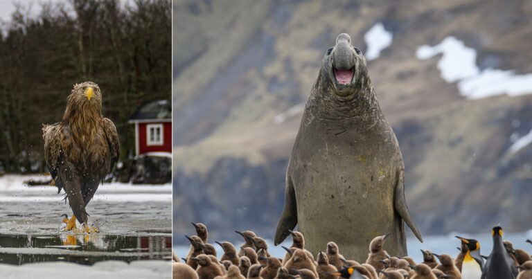 Nikon Comedy Wildlife Awards Finalists Announced