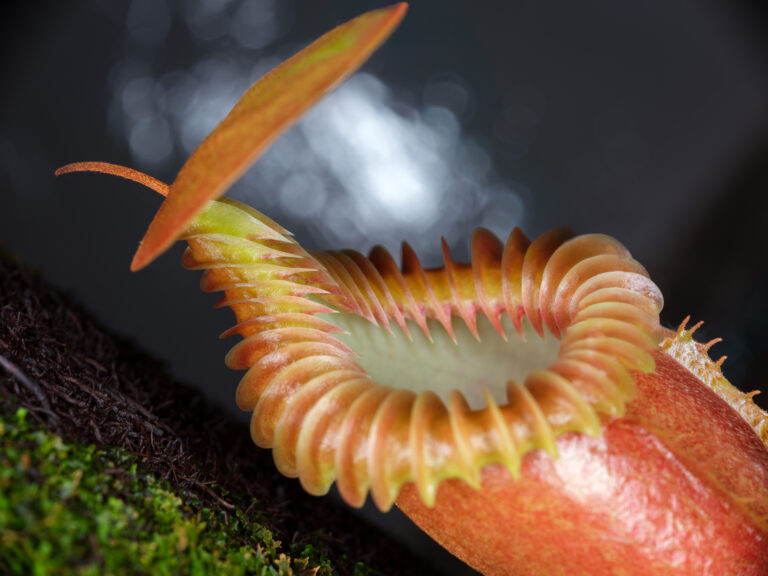 Macro Photographer Revives 50-Year-Old Pentax Lens for Carnivorous Plant Art