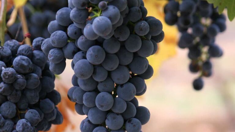 Massive Wine Heist: 30,000 Bottles Stolen from Italian Winery
