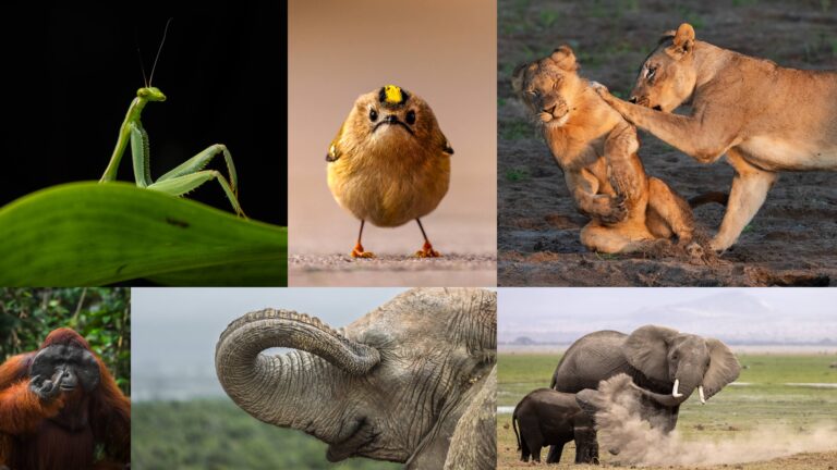 Nikon Comedy Wildlife Awards Hit 10K Submissions Milestone in 2026