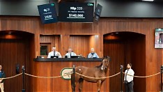 Pappacap Yearlings Drive Strong OBS Sales Amid Market Shift