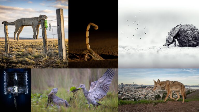 Wildlife Photographer of the Year 2026 Winners Reveal Nature’s Hidden Stories