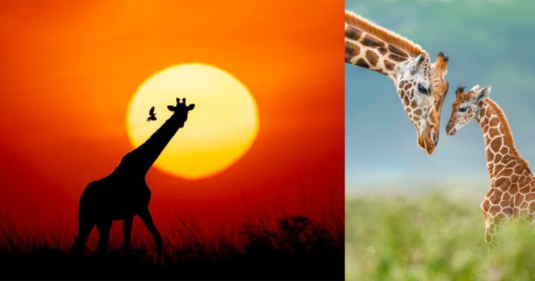 New Giraffe Photo Book Features Top Wildlife Photographers
