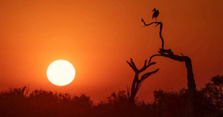 The Evolution of Competitive Wildlife Photography Over 35 Years