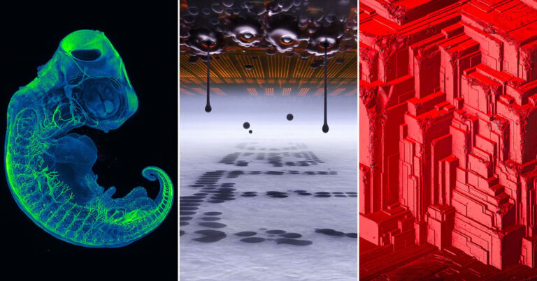 Nikon Announces Winners of 52nd Annual Small World Microscopy Photo Contest