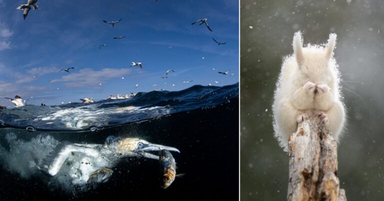 Miracle Underwater Bird Photo Wins Nikon’s 74th Nikkor Photo Contest
