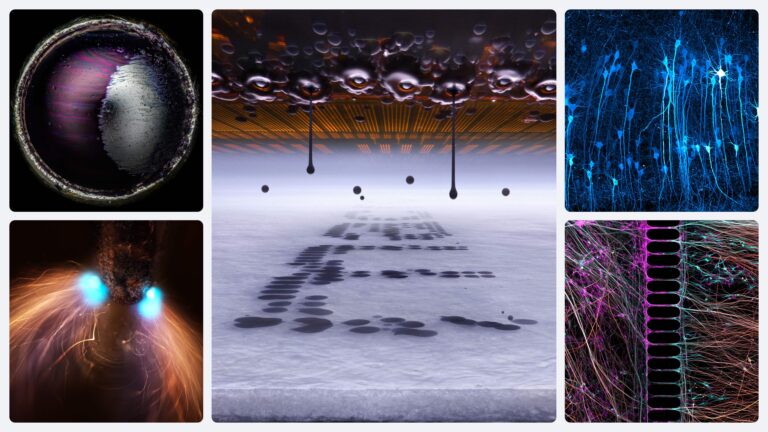 Nikon Z-Mount Powers Stunning Microscopic Win in Small World Competition