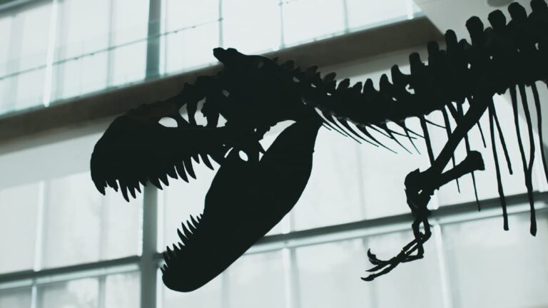 New Tyrannosaur Species Unearthed in Canada – Paleontologists Announce Discovery