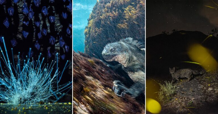 Hungarian Photographer Wins European Wildlife Photographer of the Year 2026