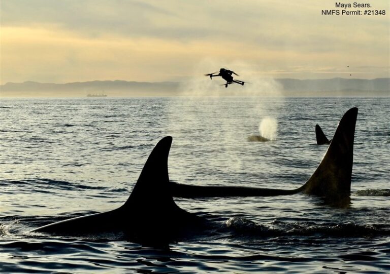 Drones Capture Orca Breath Samples Using Thermal Tech